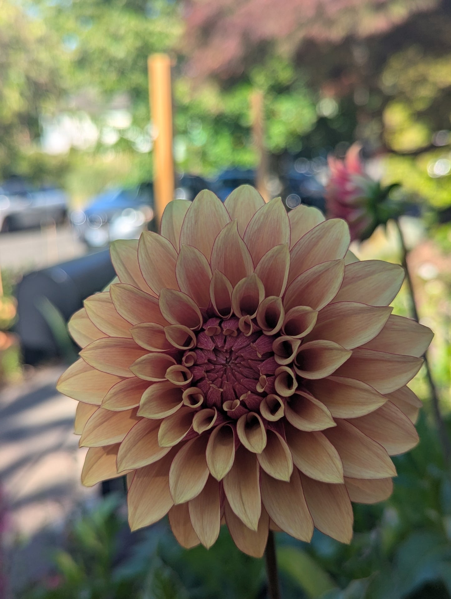 KA's™ Creme Brulee