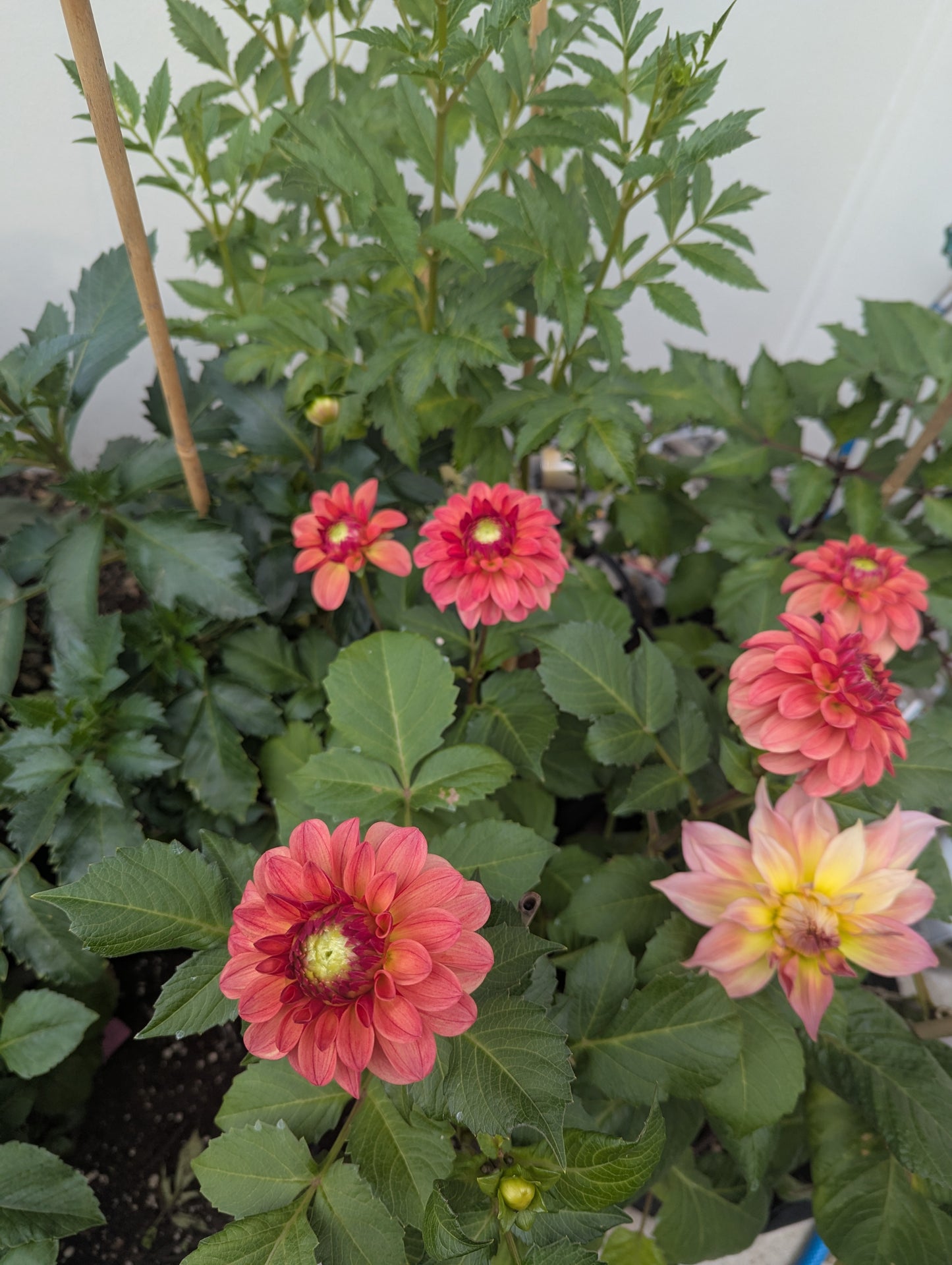 KA's™ Blood Orange