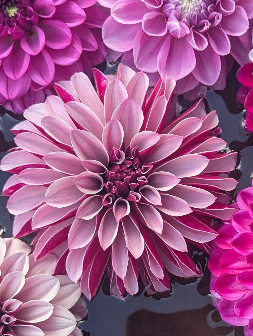 Salish Twilight Girl Tuber