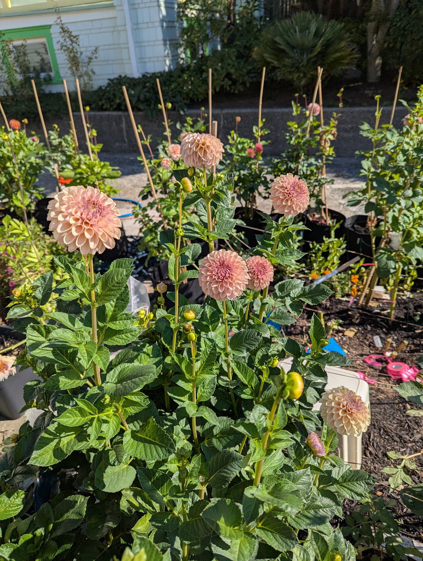 KA's™ Cinder Rose Dahlia Tuber