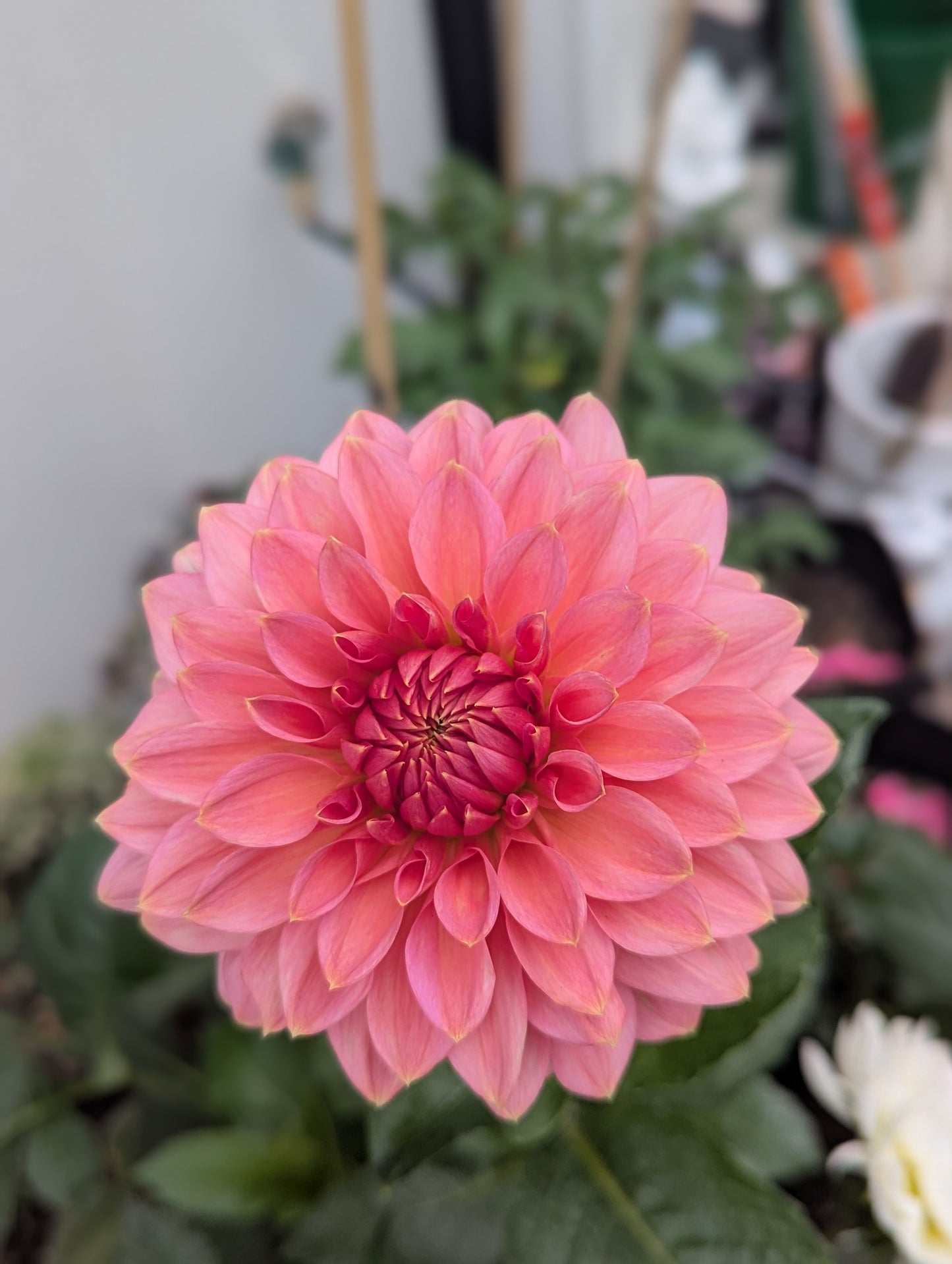 Askwith Minnie Dahlia Tuber