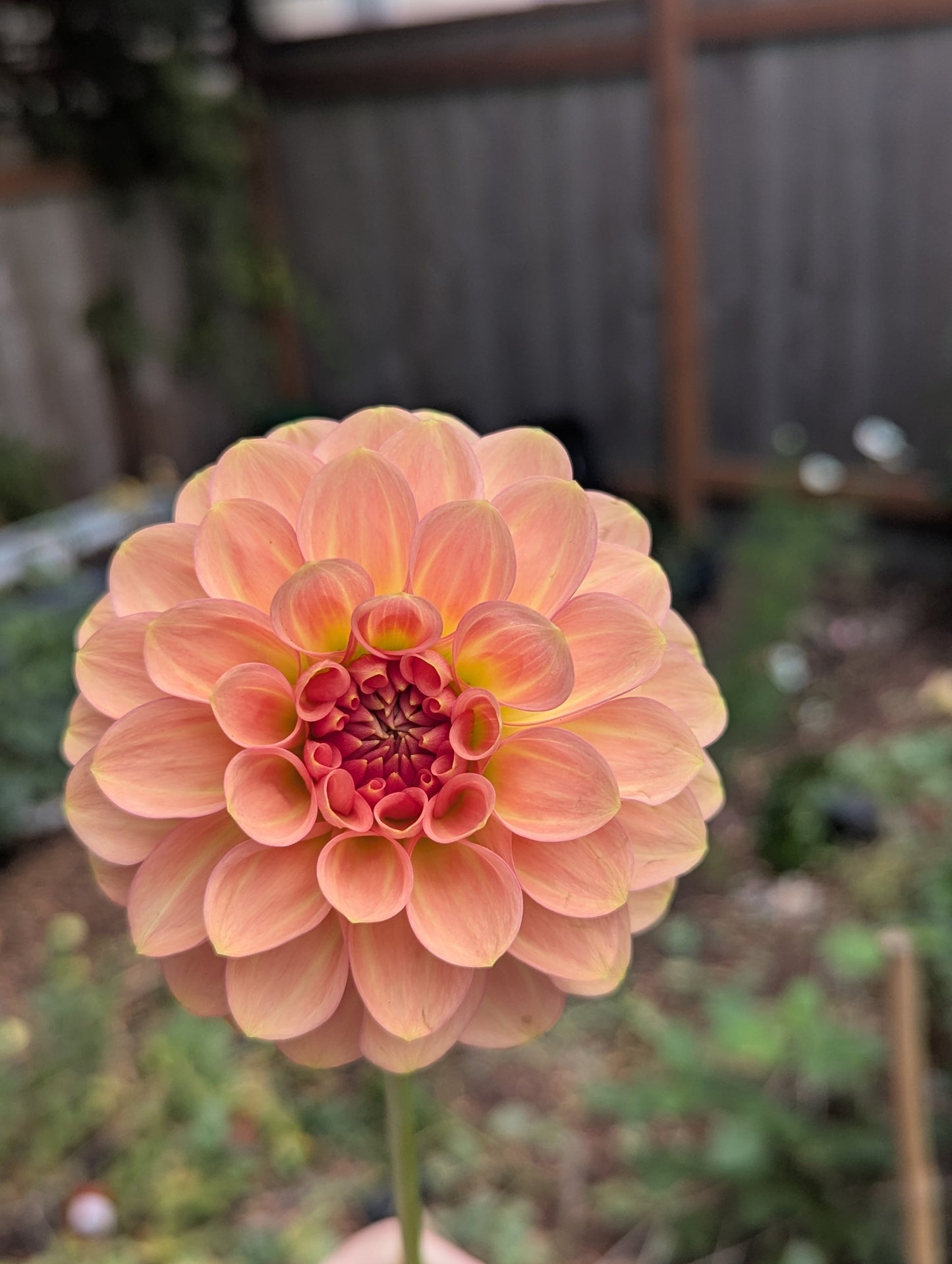 20th Ave Softer Peach