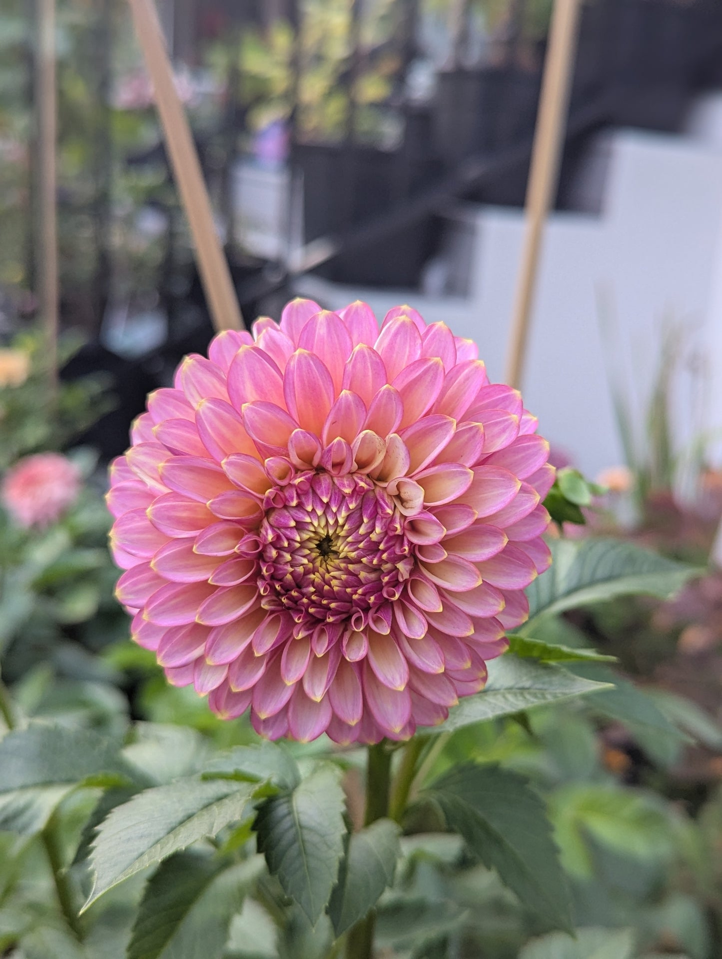 Skipley Spot of Gold