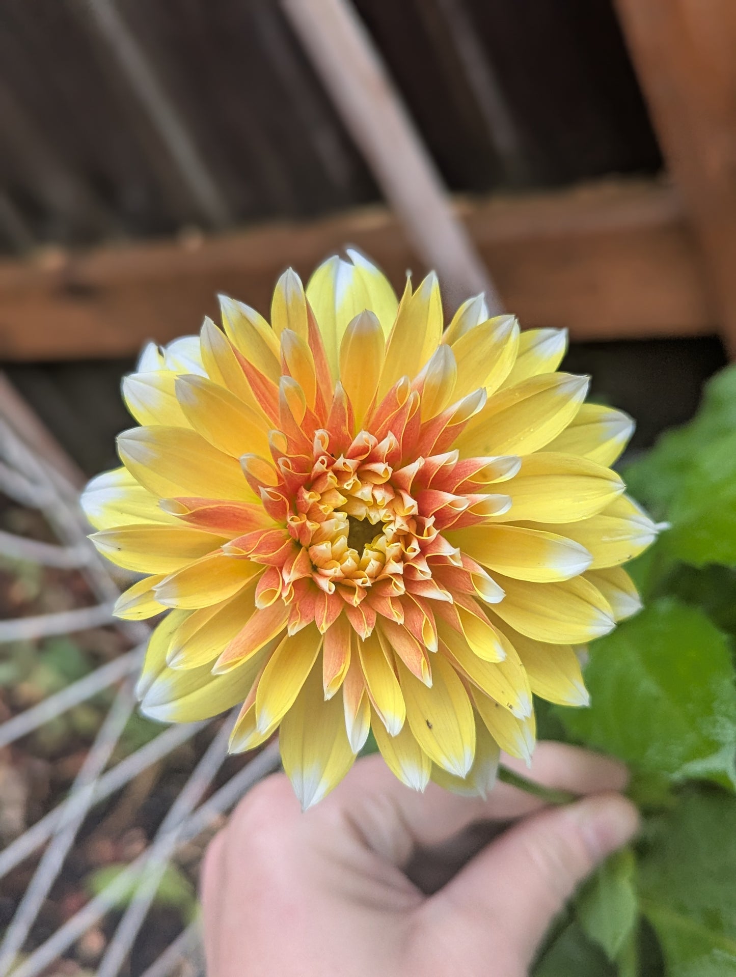 Bloomquist Candy Corn