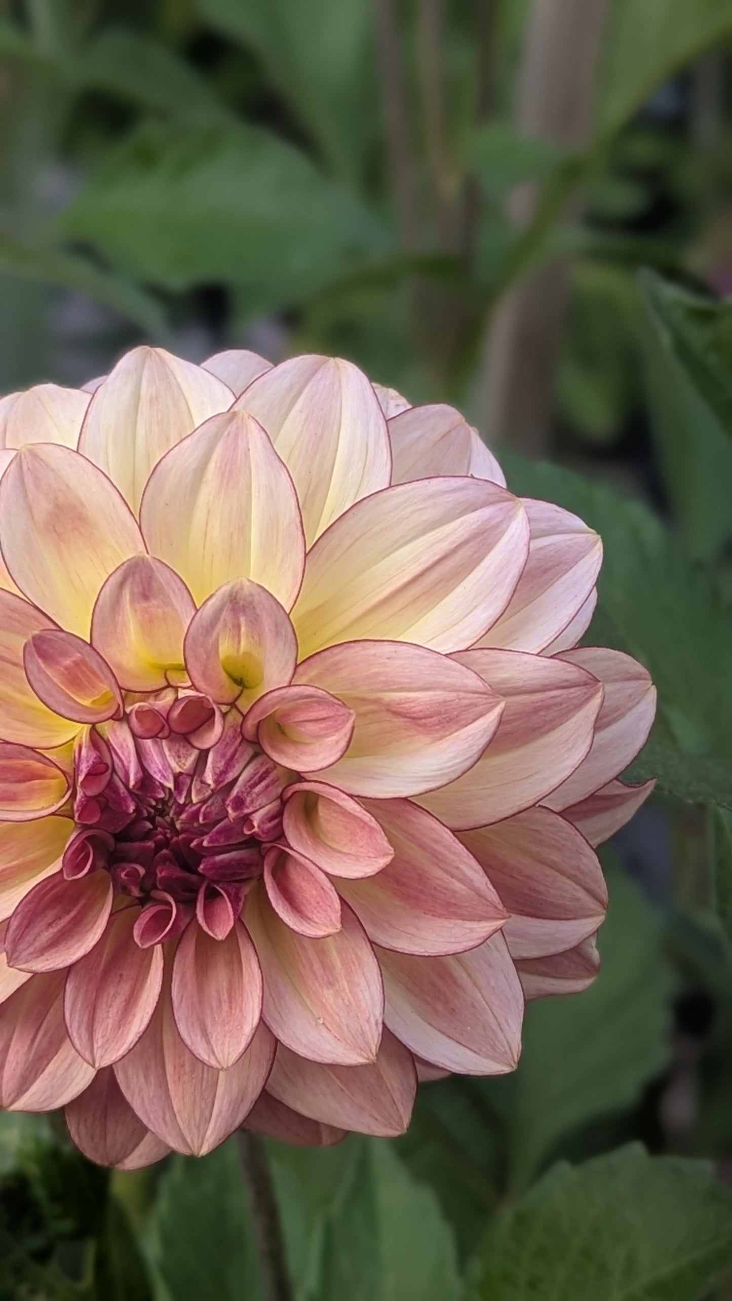 KA's™ Mocha Katie Dahlia Tuber