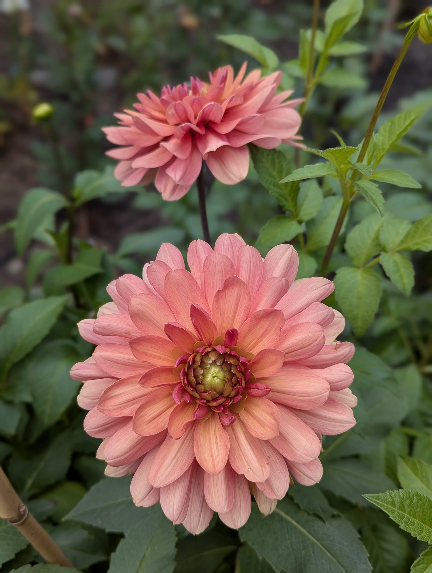 Chateau de la Bourdaisiere