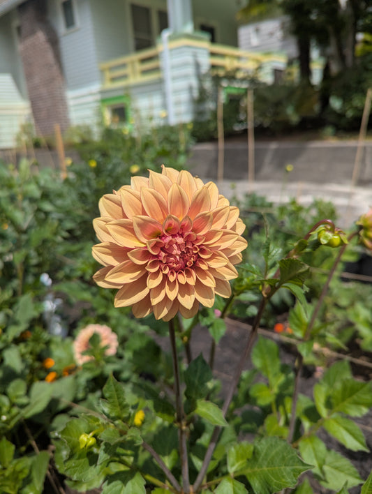 KA's™ Creme Brulee