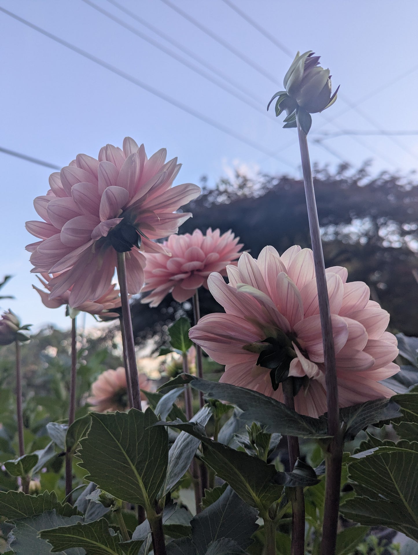 Chateau de la Bourdaisiere