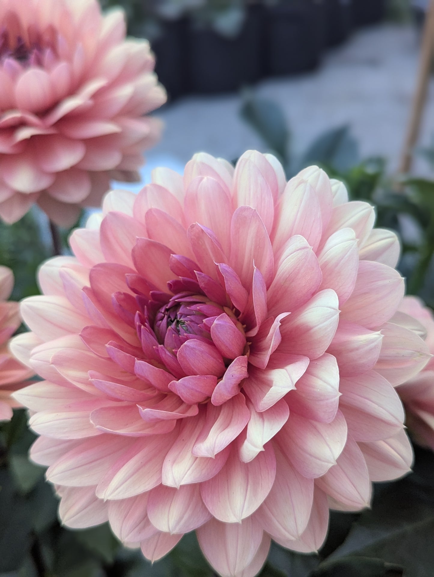 Chateau de la Bourdaisiere