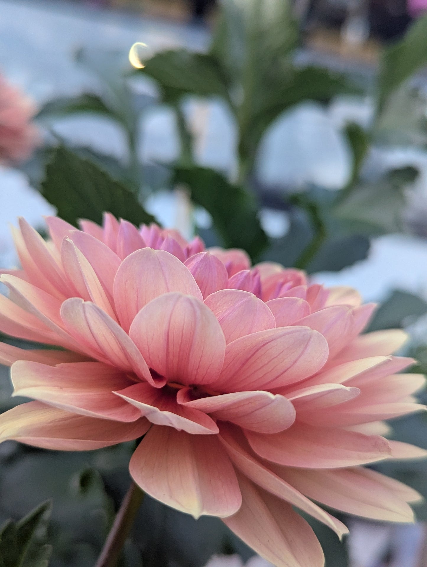 Chateau de la Bourdaisiere