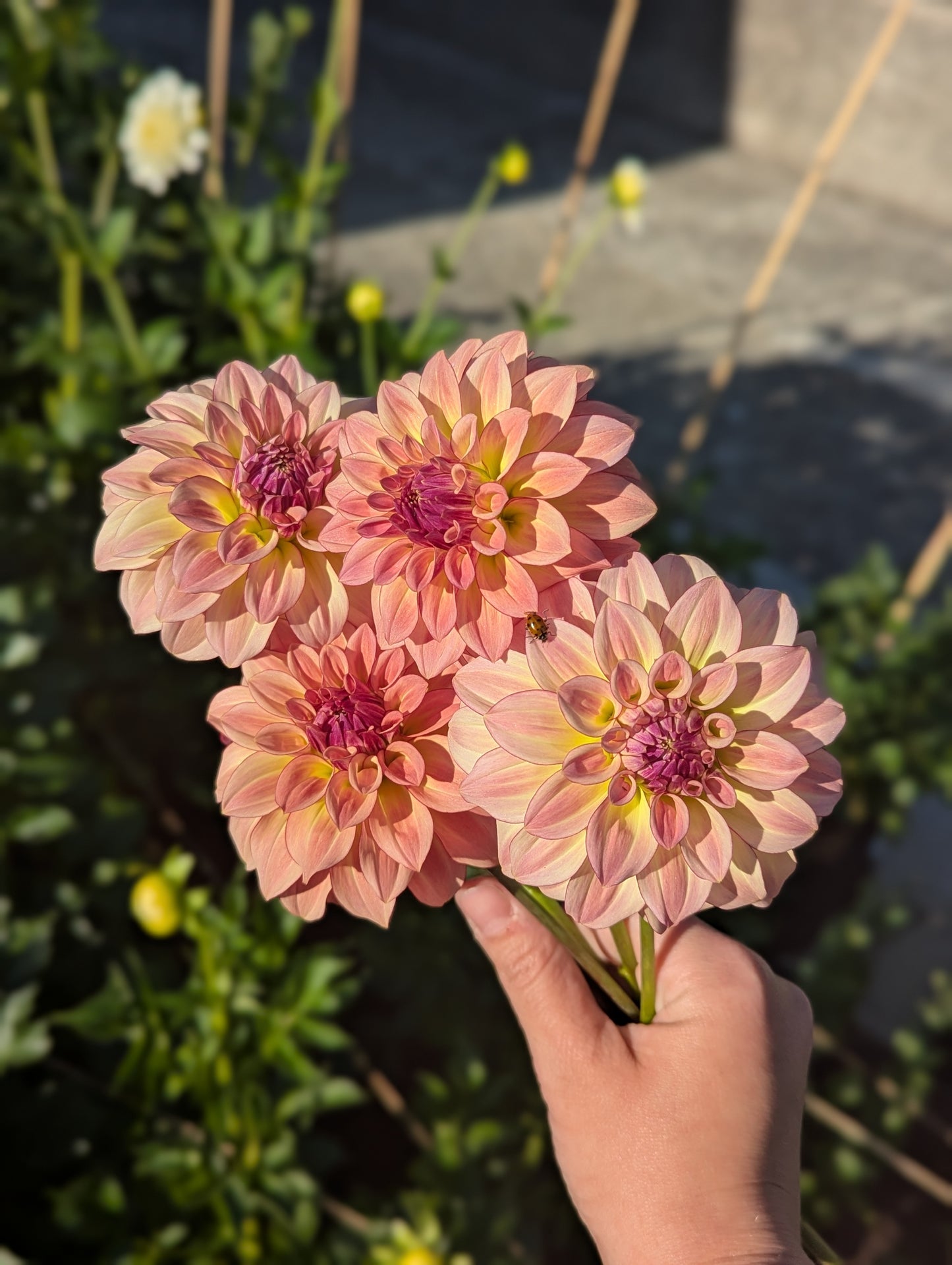 KA's™ Mocha Katie Dahlia Tuber