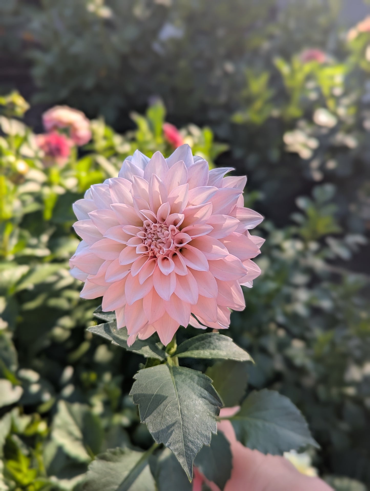 KA's™ Mocha Jake Dahlia Tuber