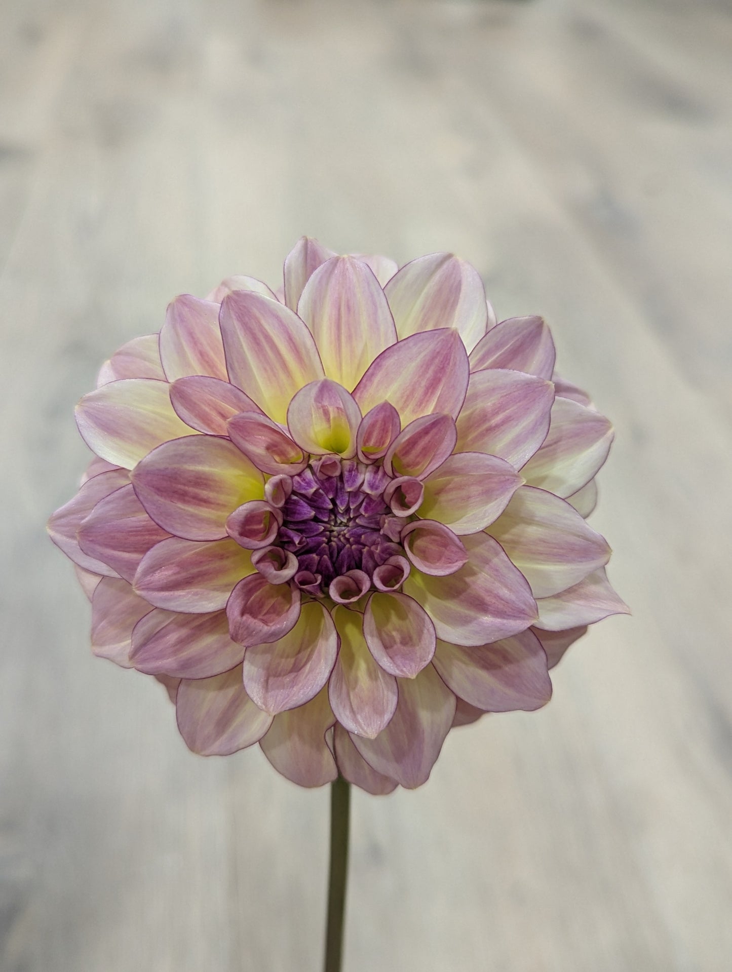 KA's™ Mocha Katie Dahlia Tuber