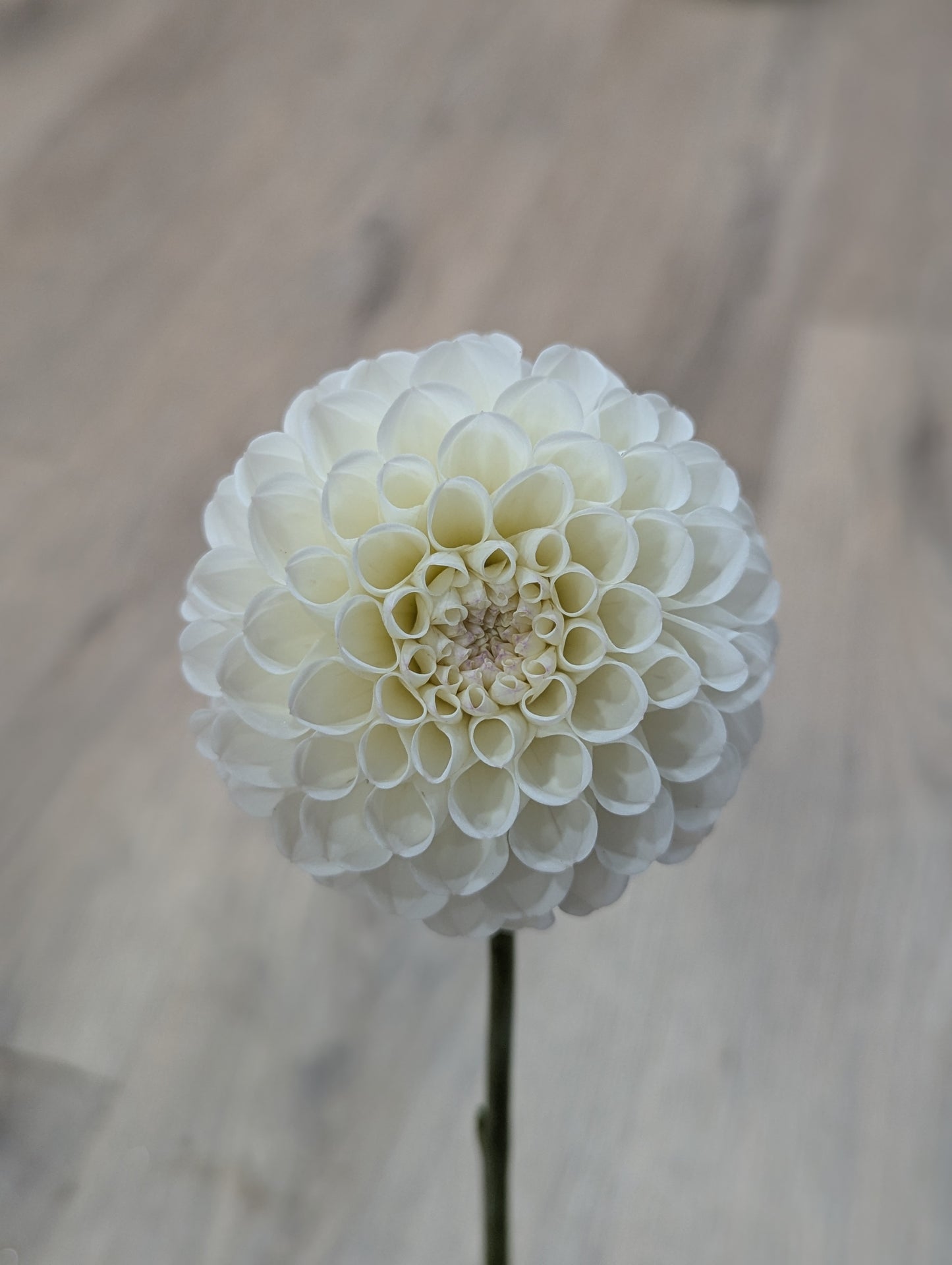 Hollyhill Miss White