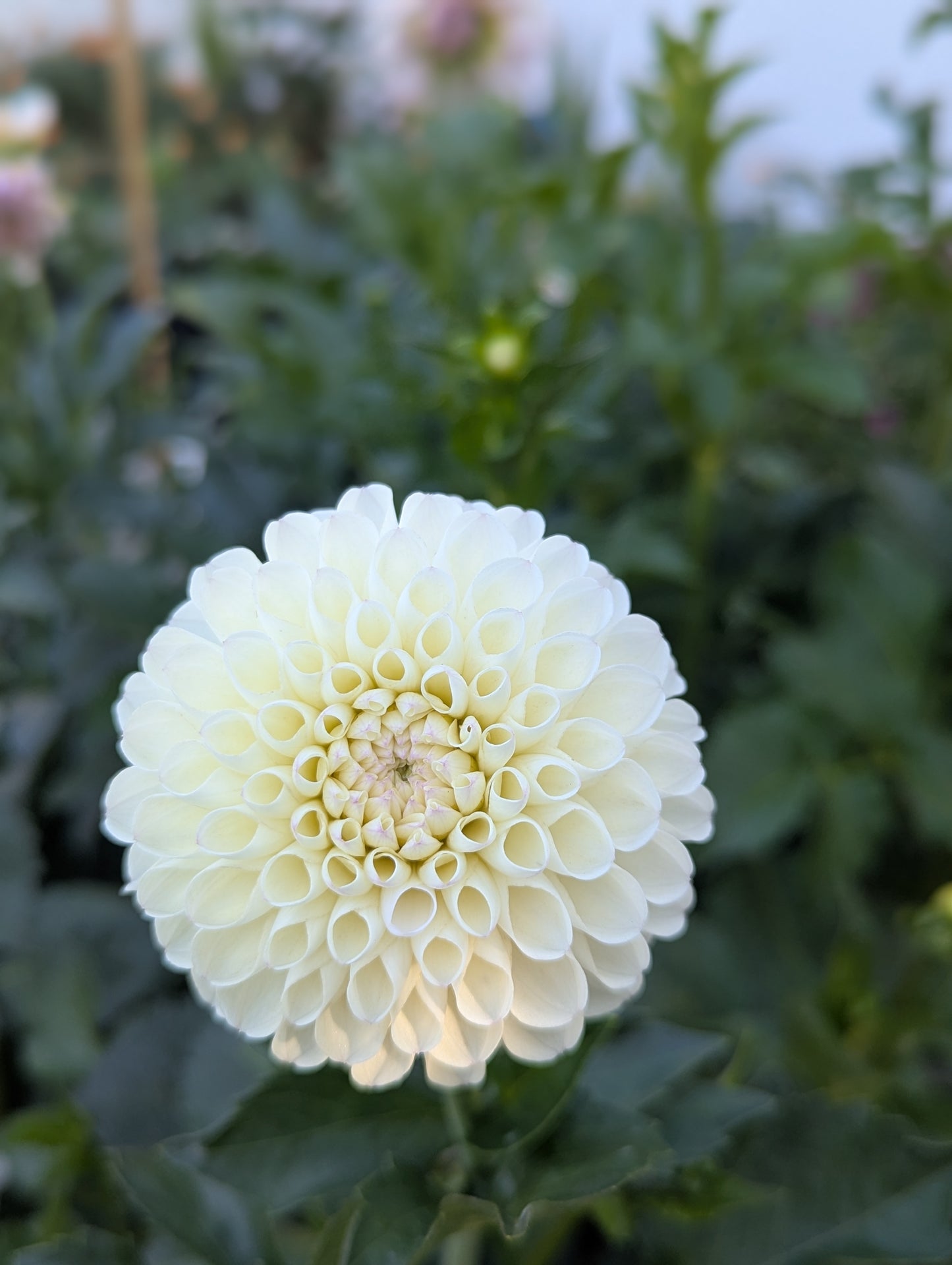 Hollyhill Miss White