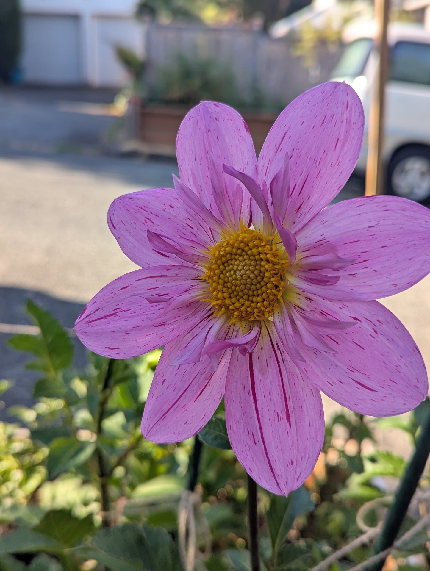 Bloomquist Fruity Drink