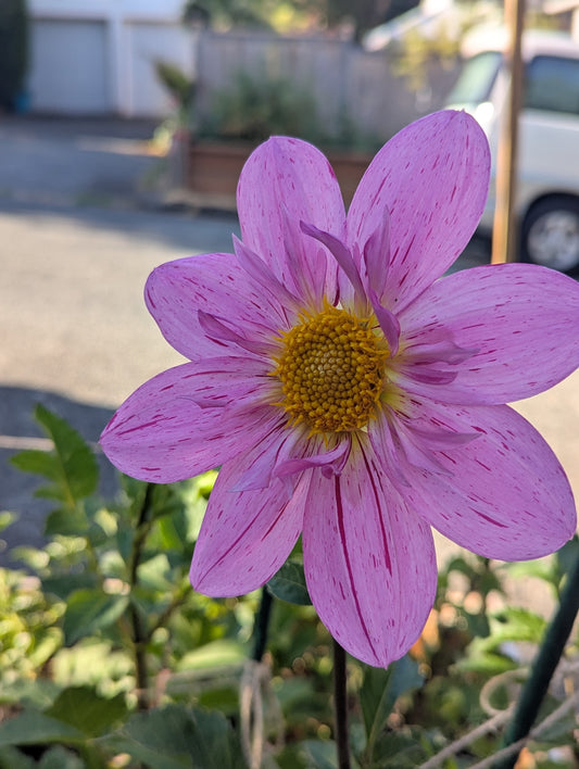 Bloomquist Fruity Drink