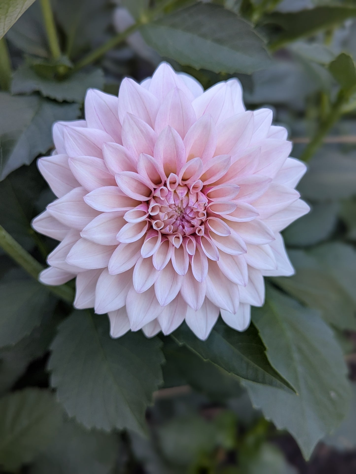 KA's™ Mocha Jake Dahlia Tuber