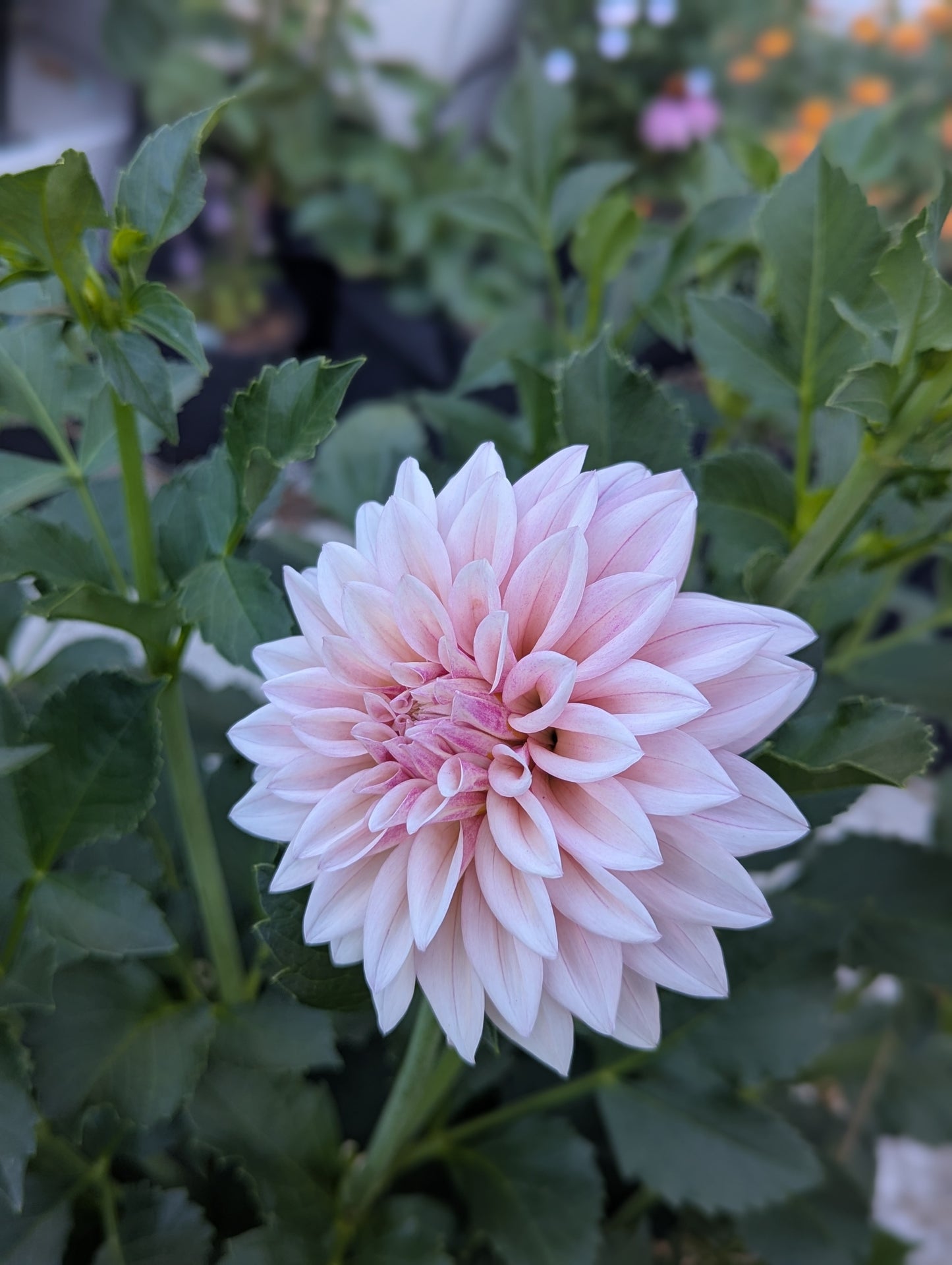 KA's™ Mocha Jake Dahlia Tuber