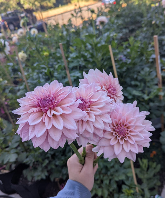 KA's™ Mocha Jake Dahlia Tuber