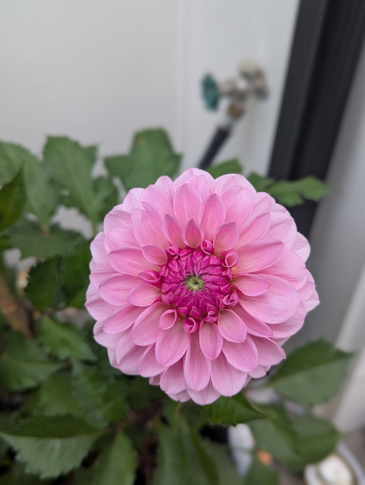 Lee's Sugar Rush Tuber