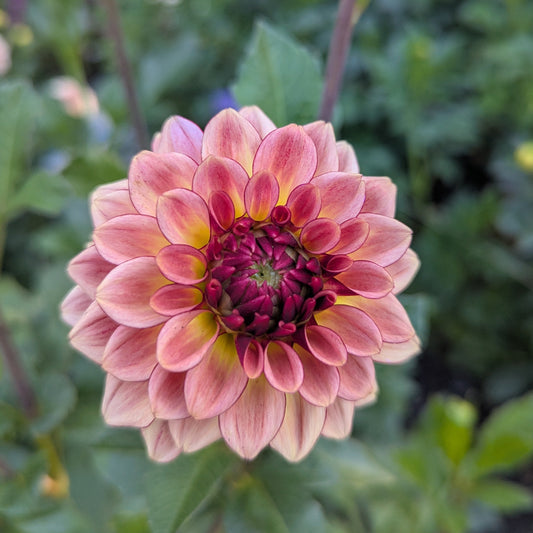 KA's™ Mocha Katie Dahlia Tuber