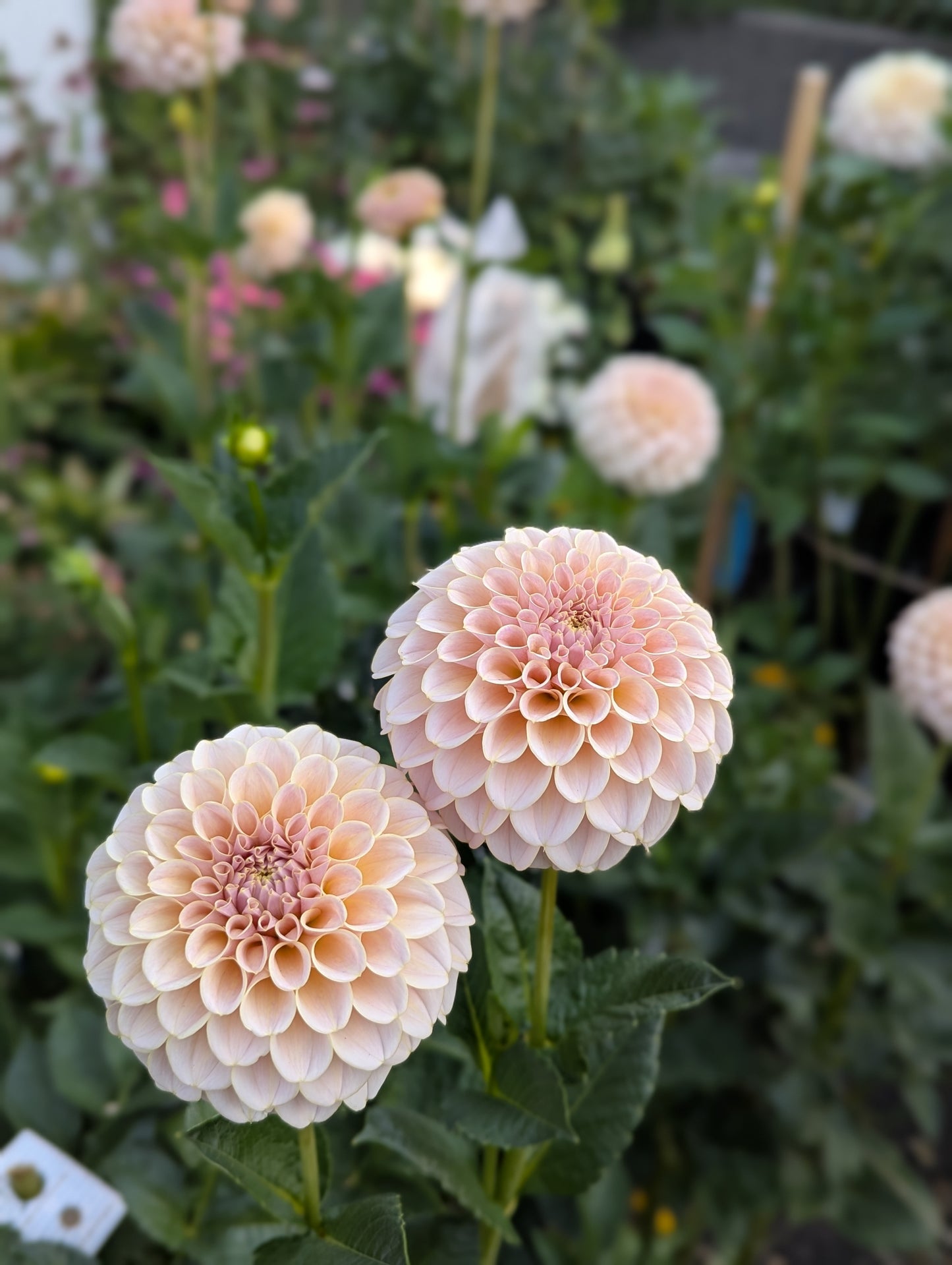 KA's™ Cinder Rose Dahlia Tuber