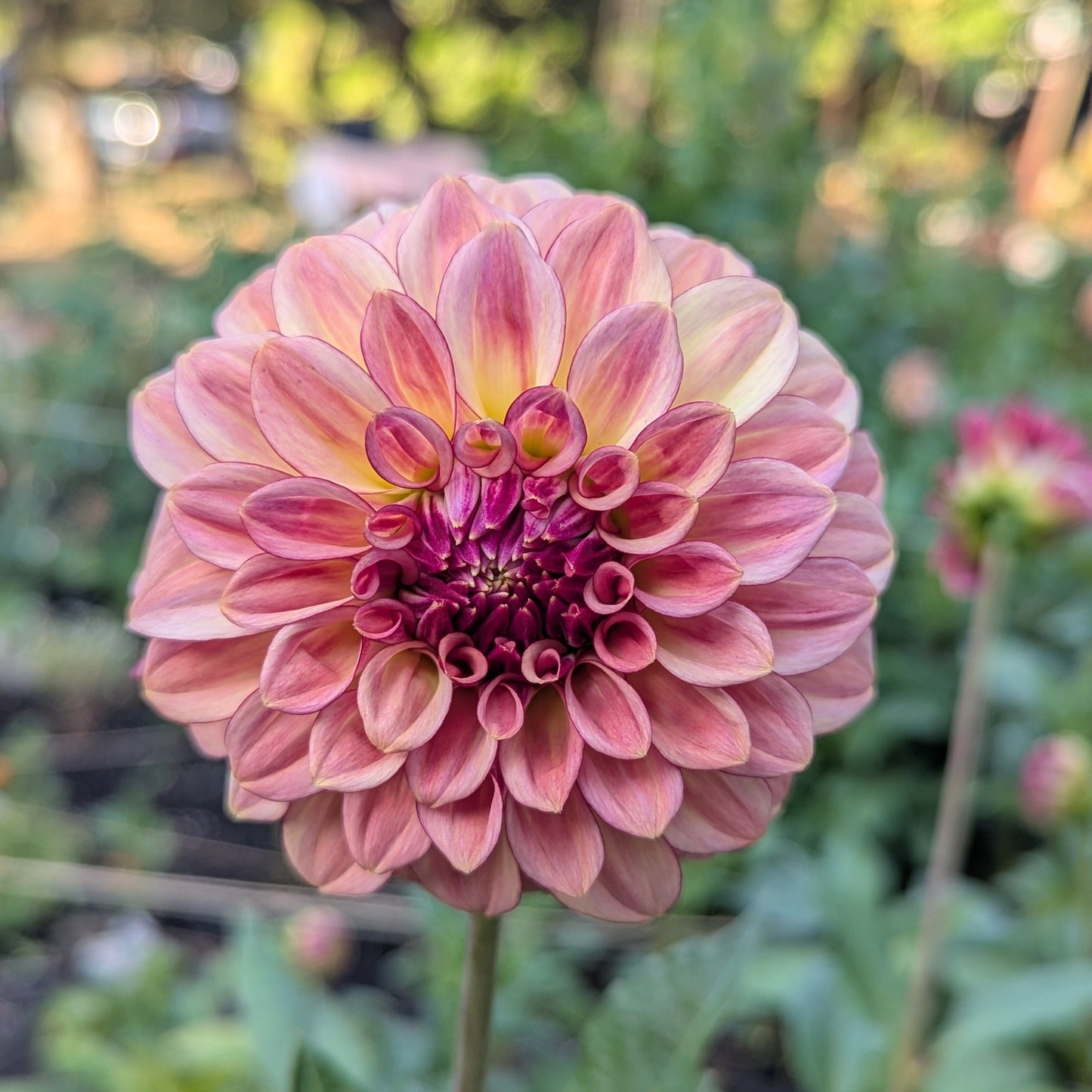 KA's™ Mocha Katie Dahlia Tuber