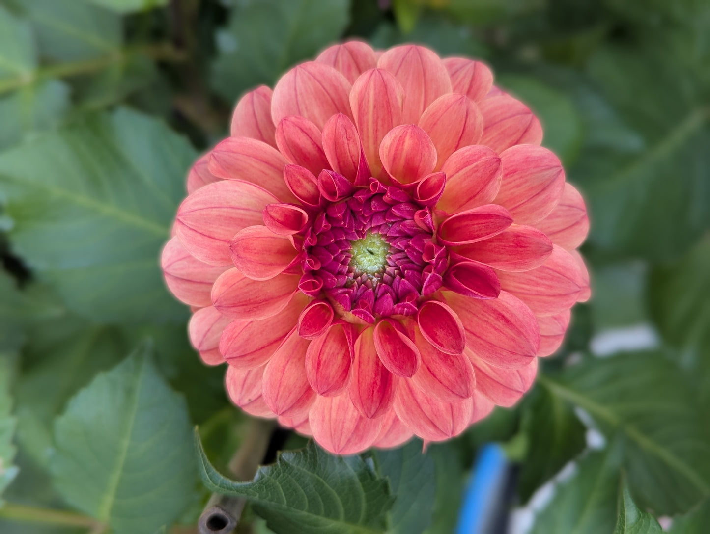 KA's™ Blood Orange