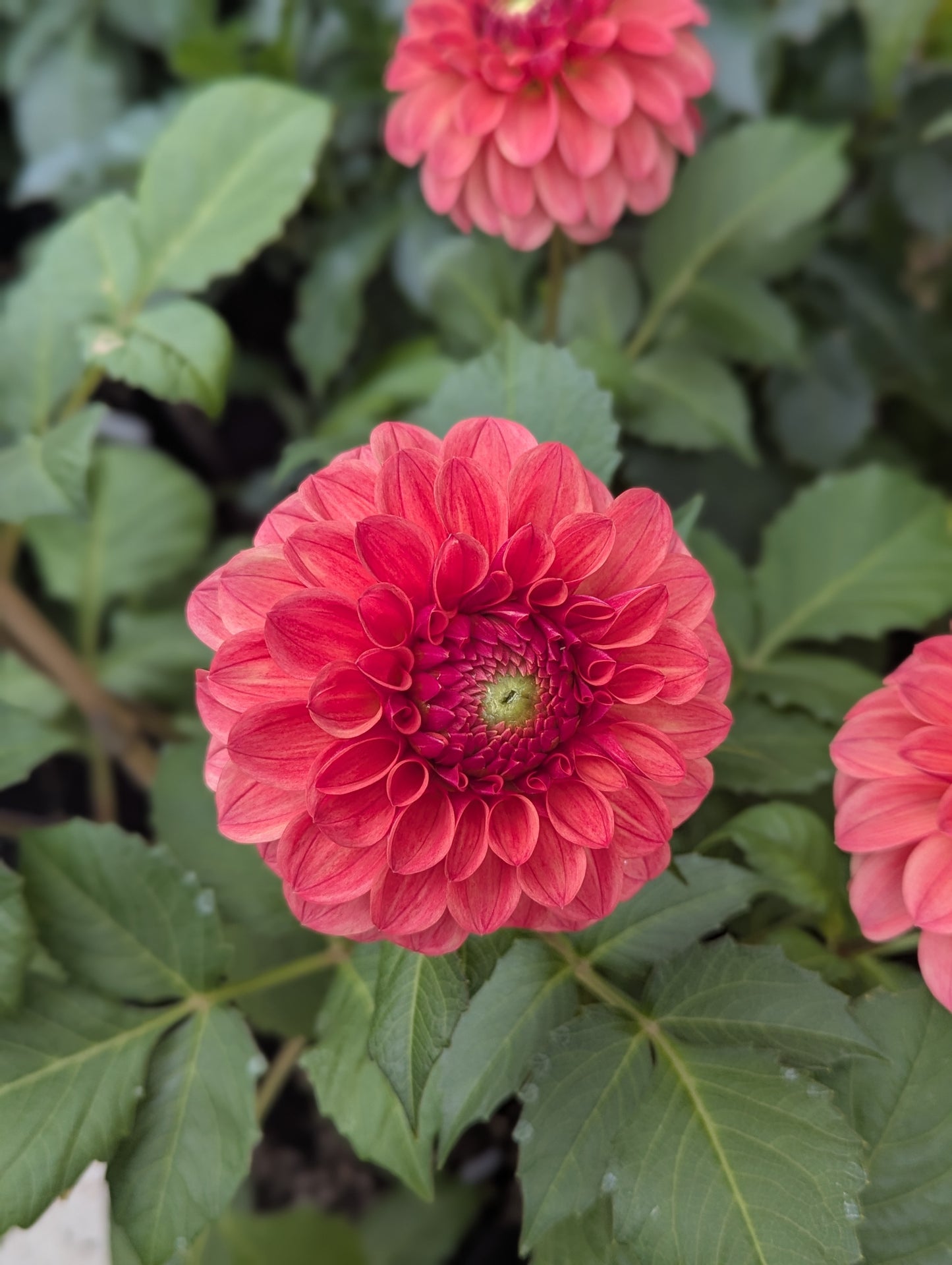 KA's™ Blood Orange