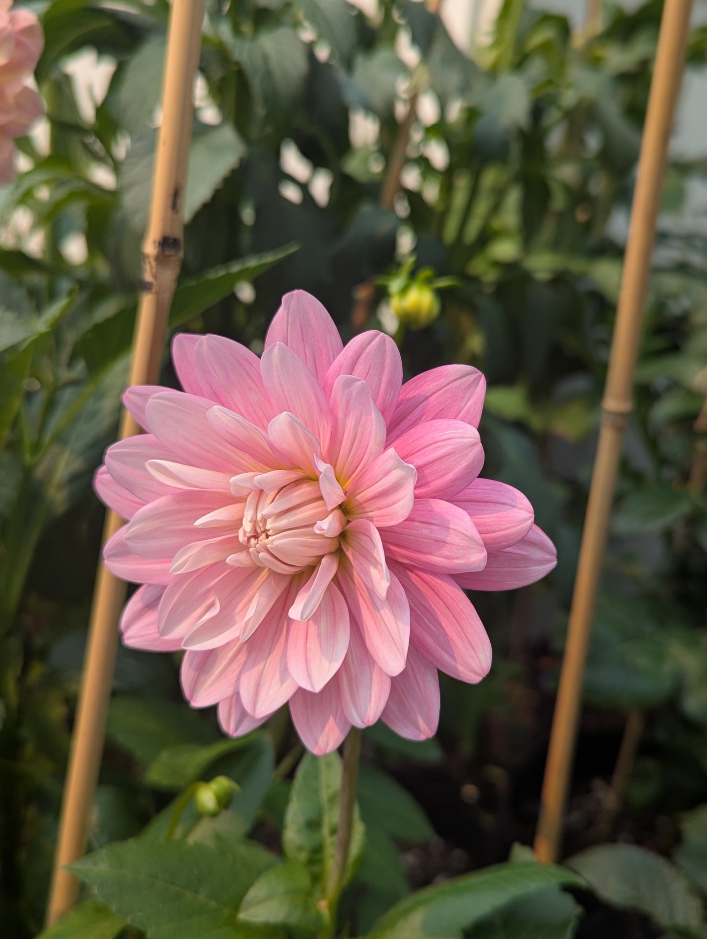 Hollyhill Pink Parfait