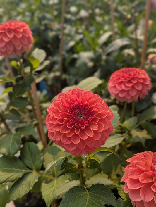 KA's™ Blood Orange