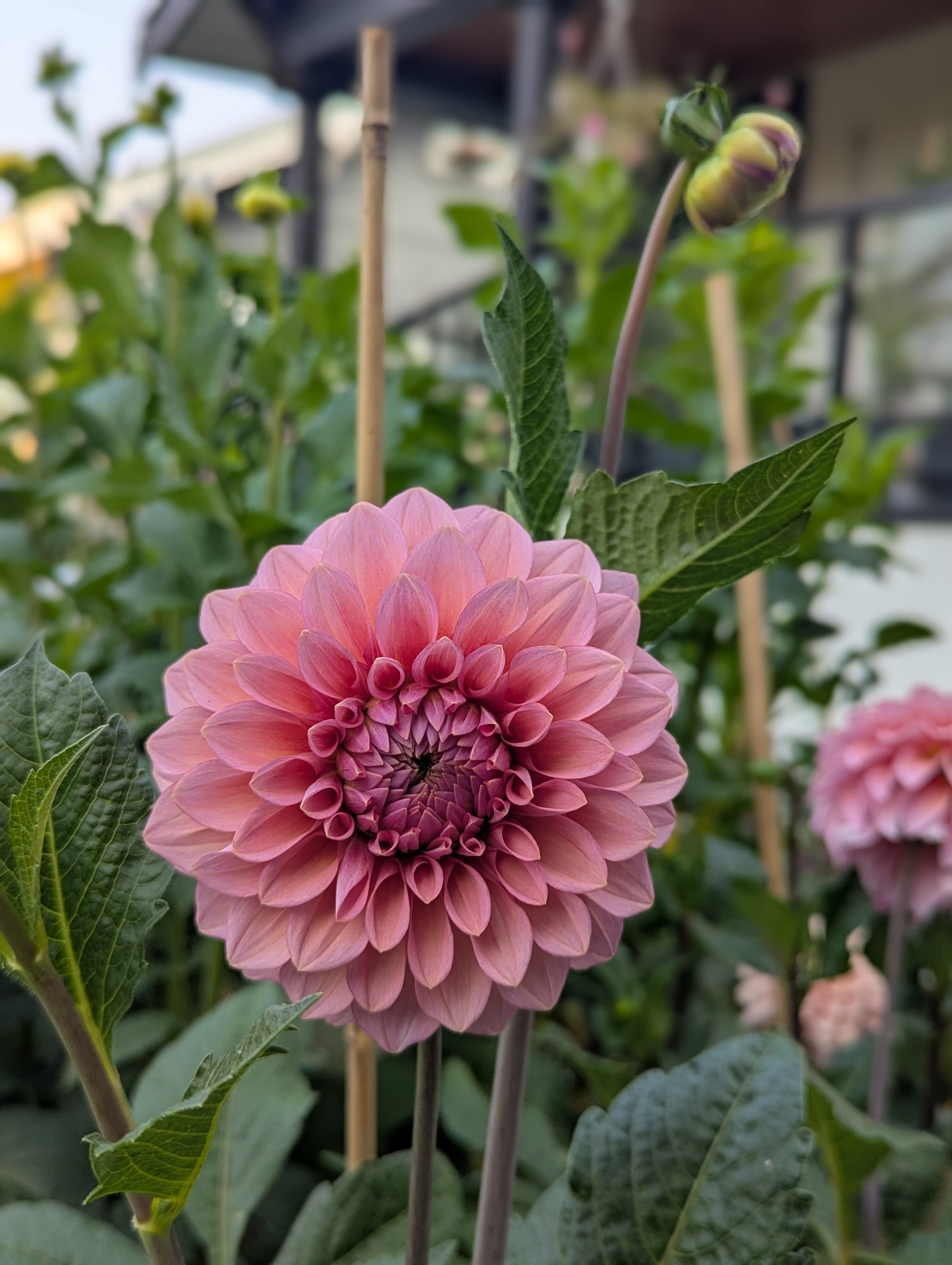 Pink flower with green leaves in a garden setting