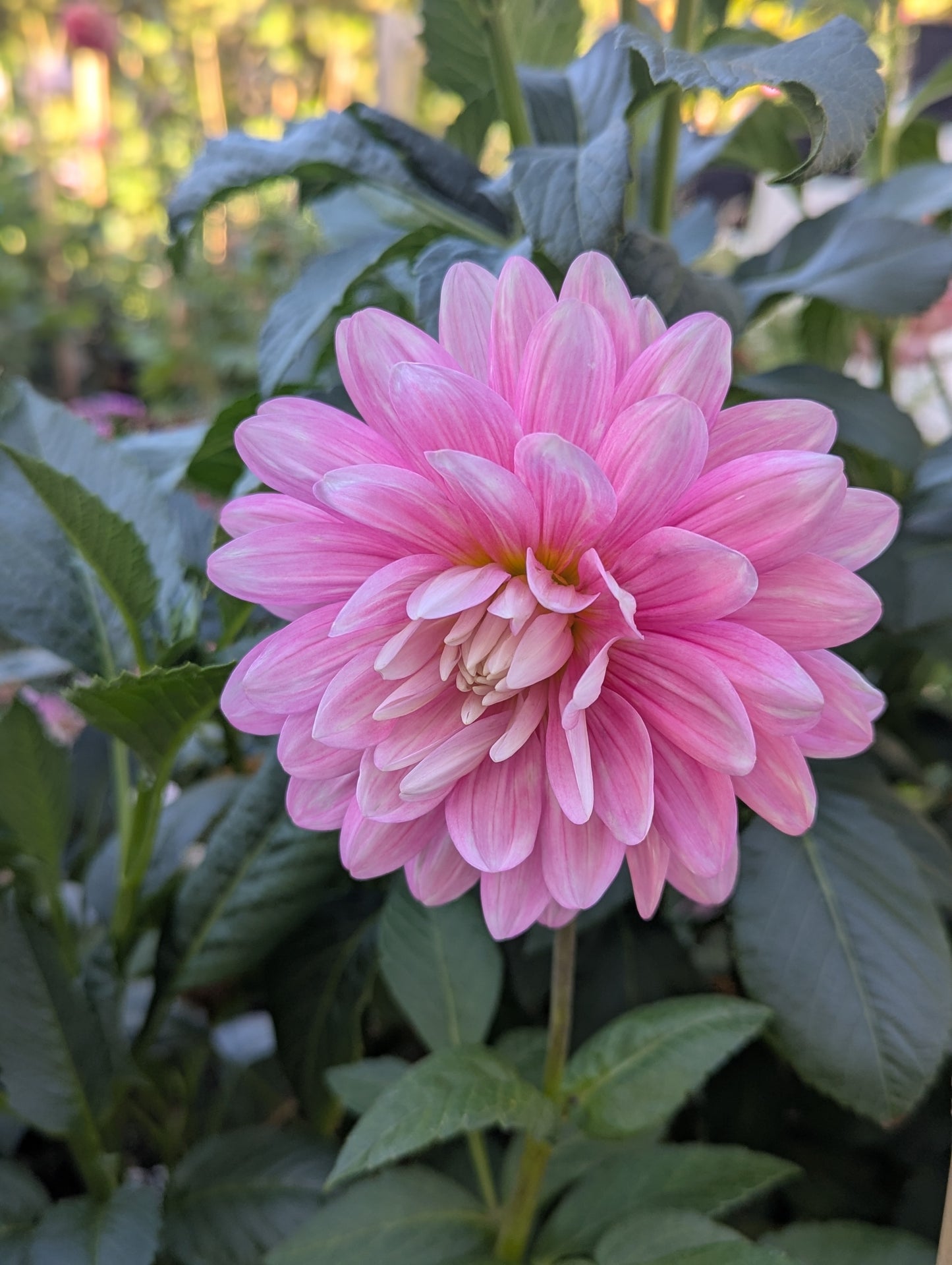 Hollyhill Pink Parfait