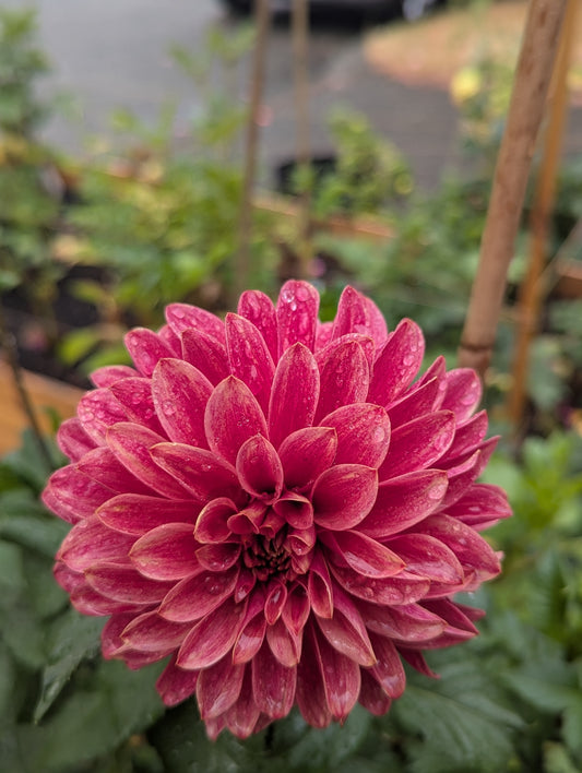 KA's™ Rosie Jo Tuber