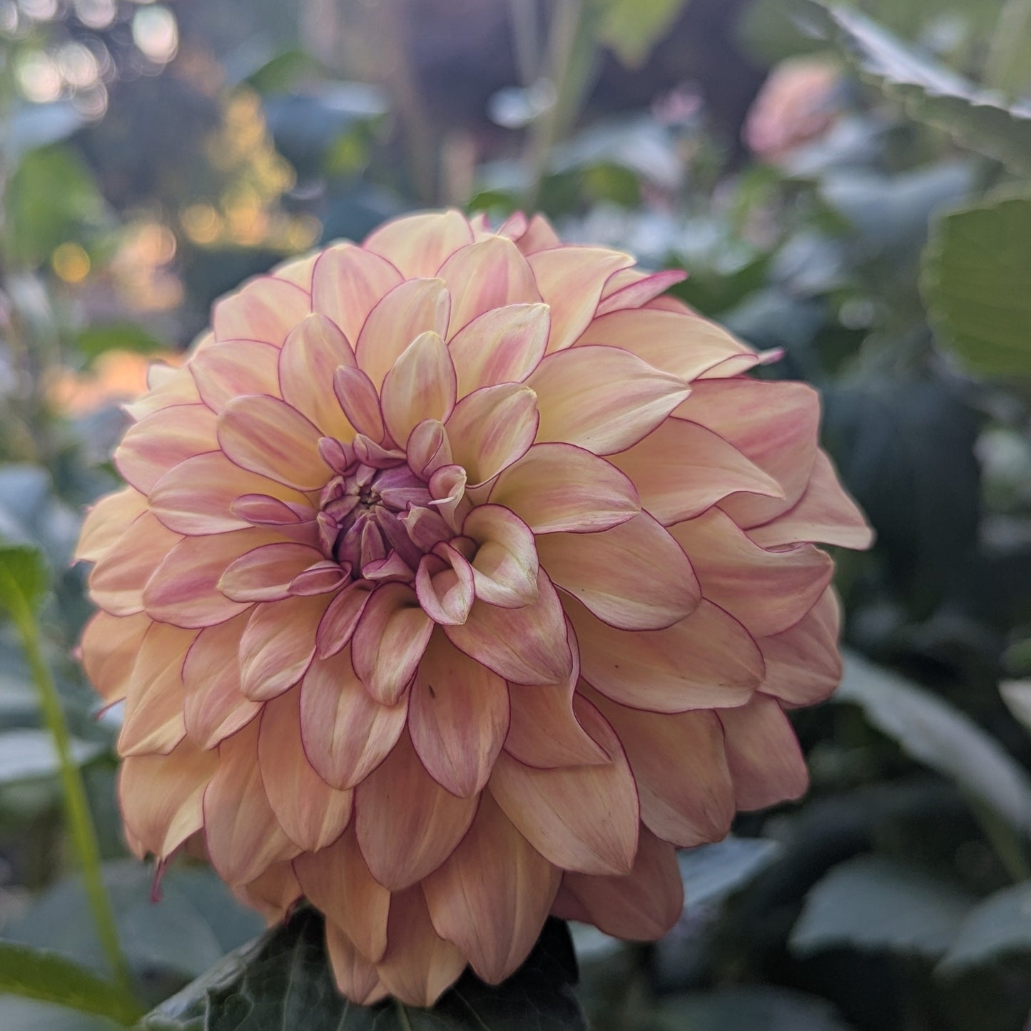 KA's™ Mocha Katie Dahlia Tuber