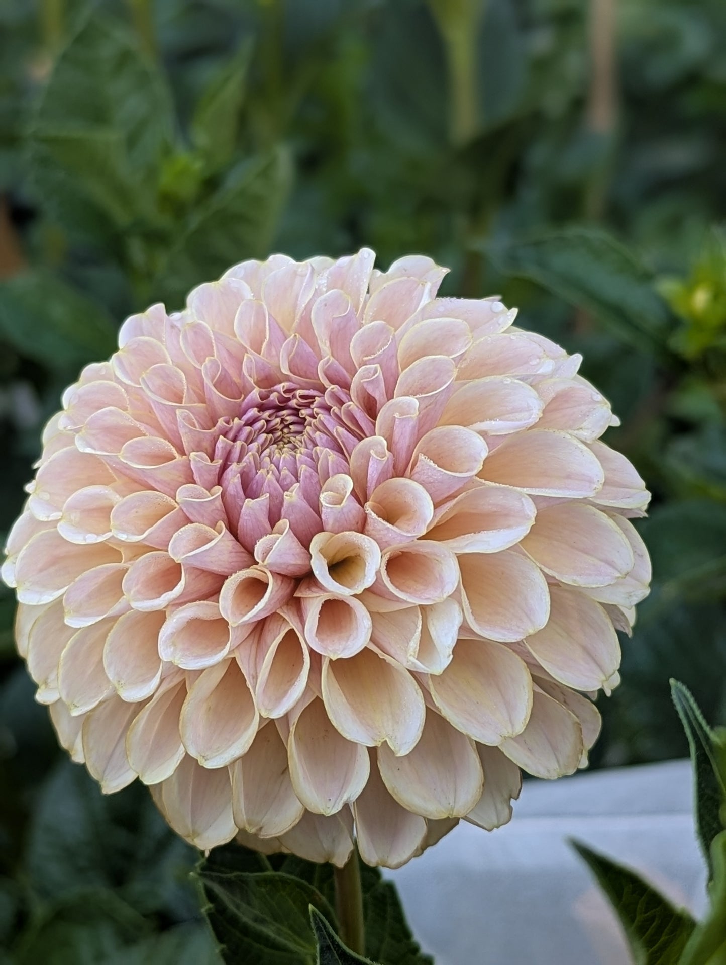 KA's™ Cinder Rose Dahlia Tuber