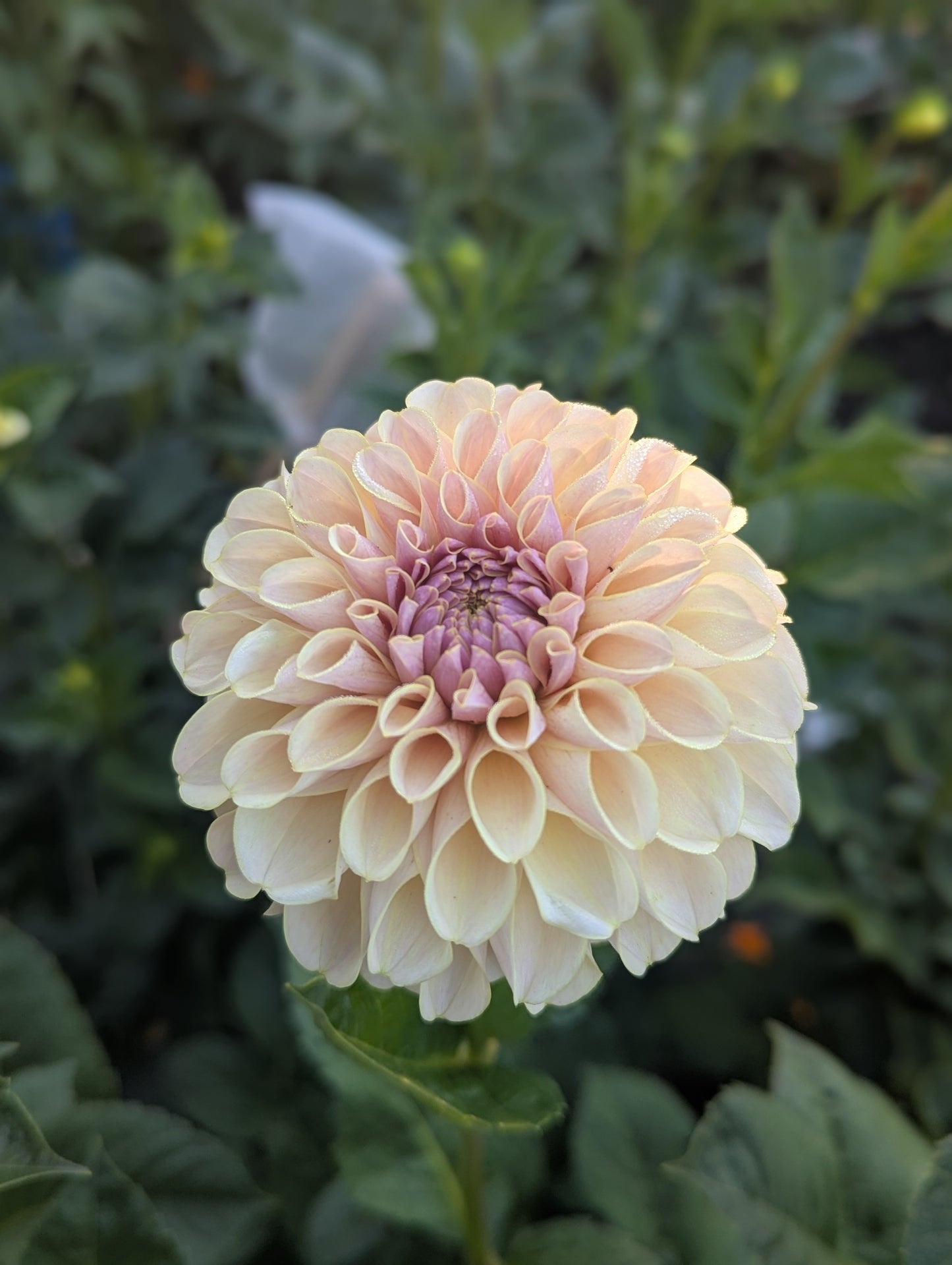 KA's™ Cinder Rose Dahlia Tuber
