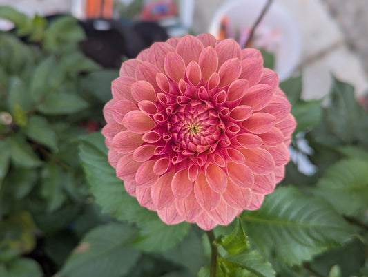 Levi's Sunfire Dahlia Tuber