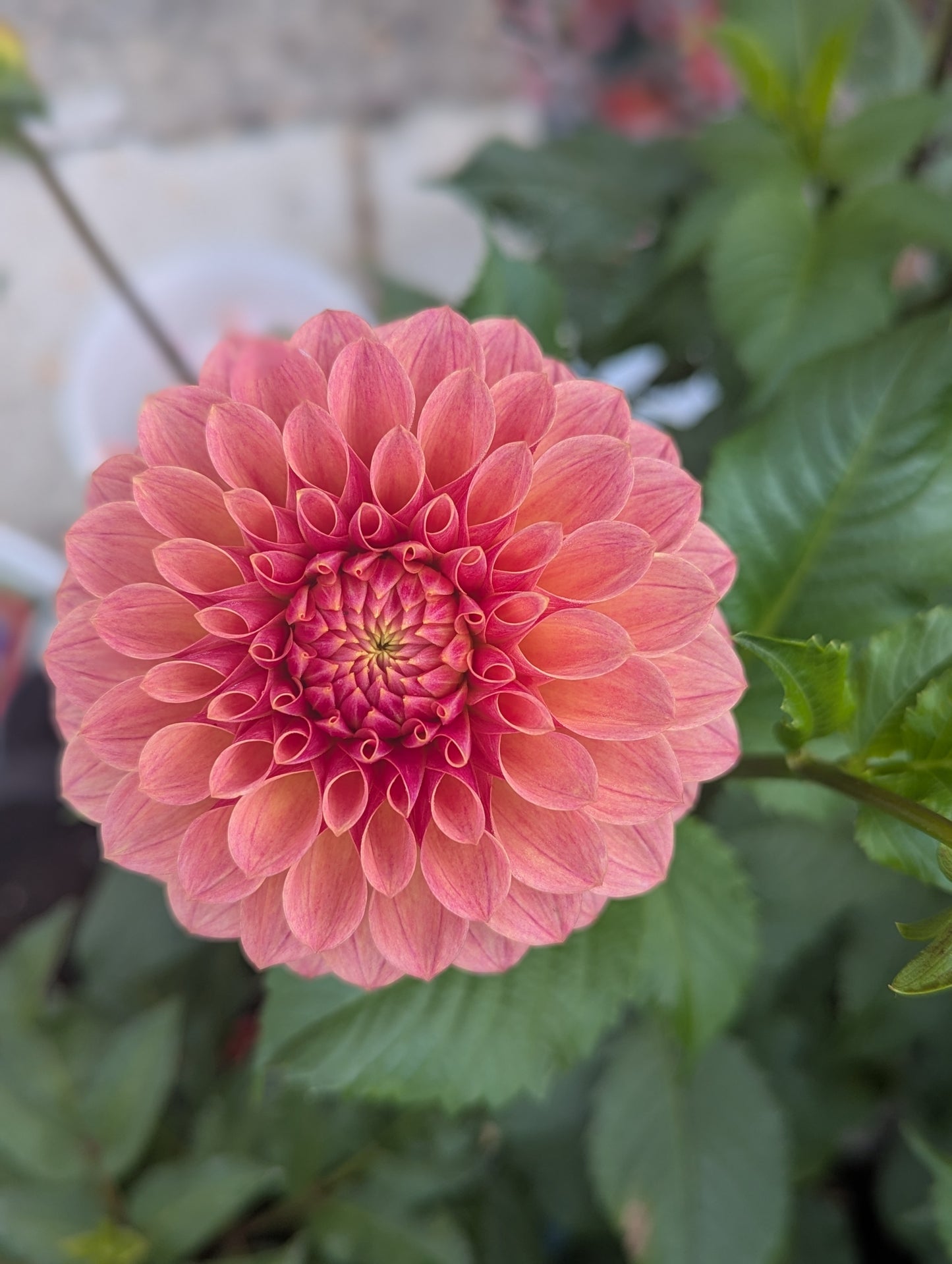 Levi's Sunfire Dahlia Tuber