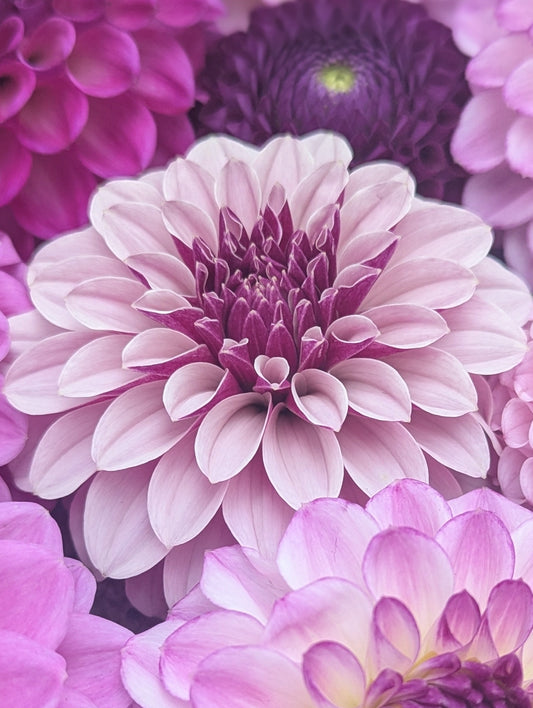 Salish Twilight Girl Tuber