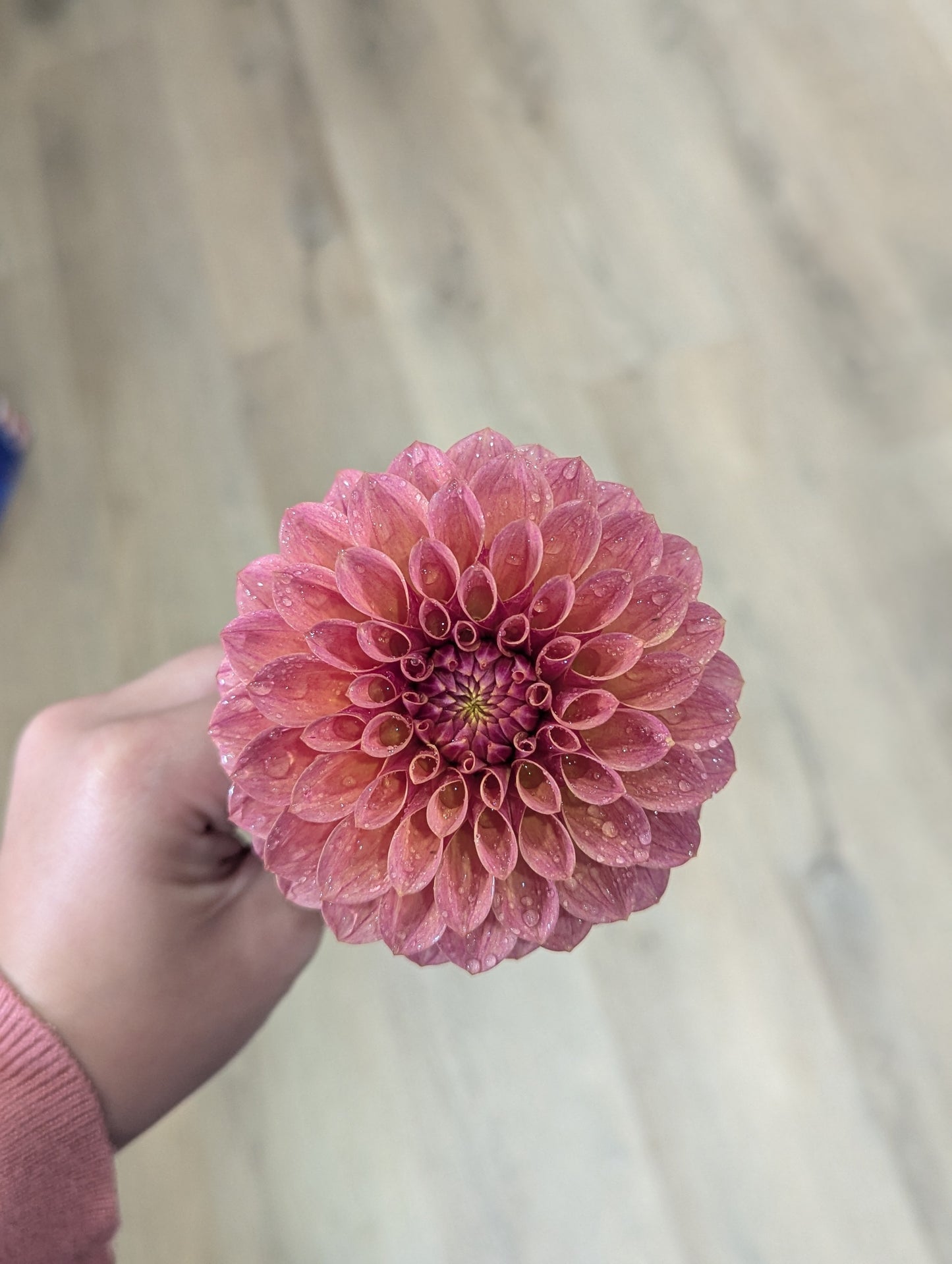 Levi's Sunfire Dahlia Tuber