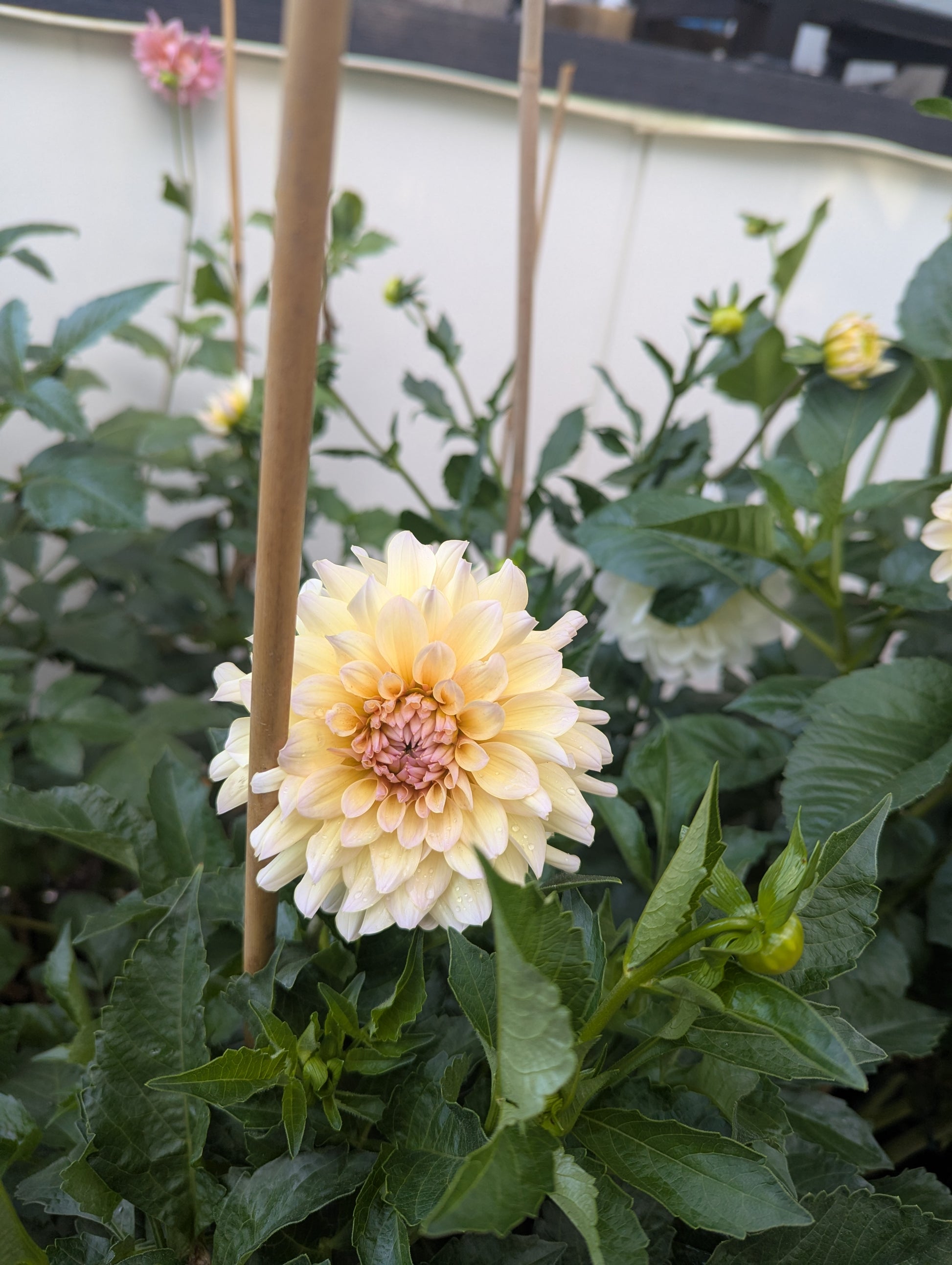 Cream-colored flower with green leaves in a garden setting