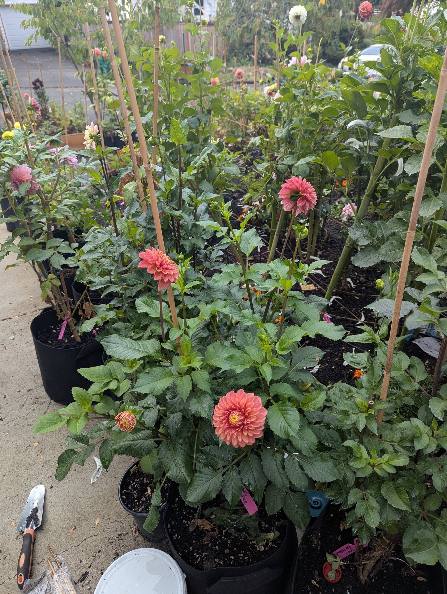 Levi's Sunfire Dahlia Tuber