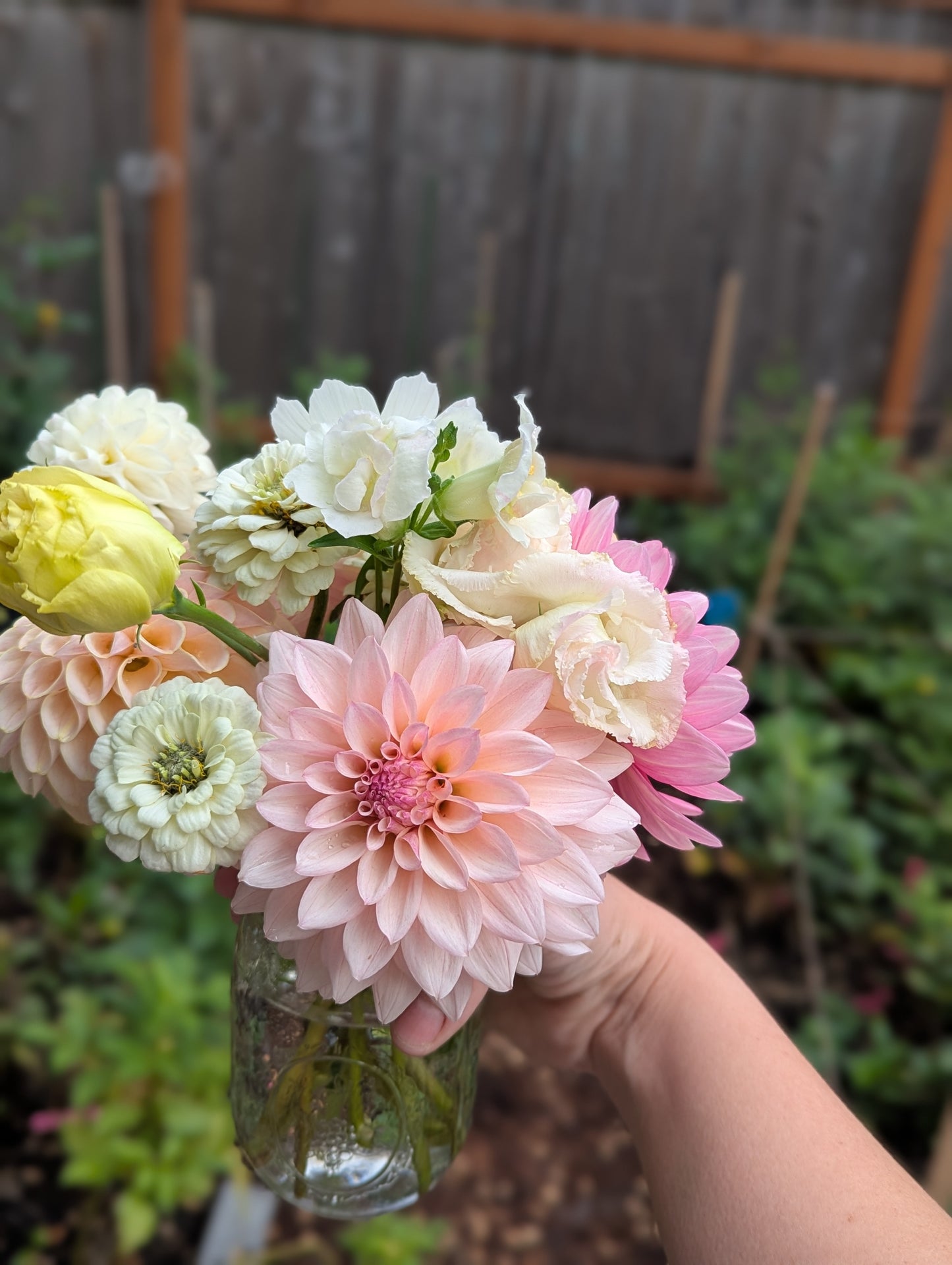 KA's™ Mocha Jake Dahlia Tuber