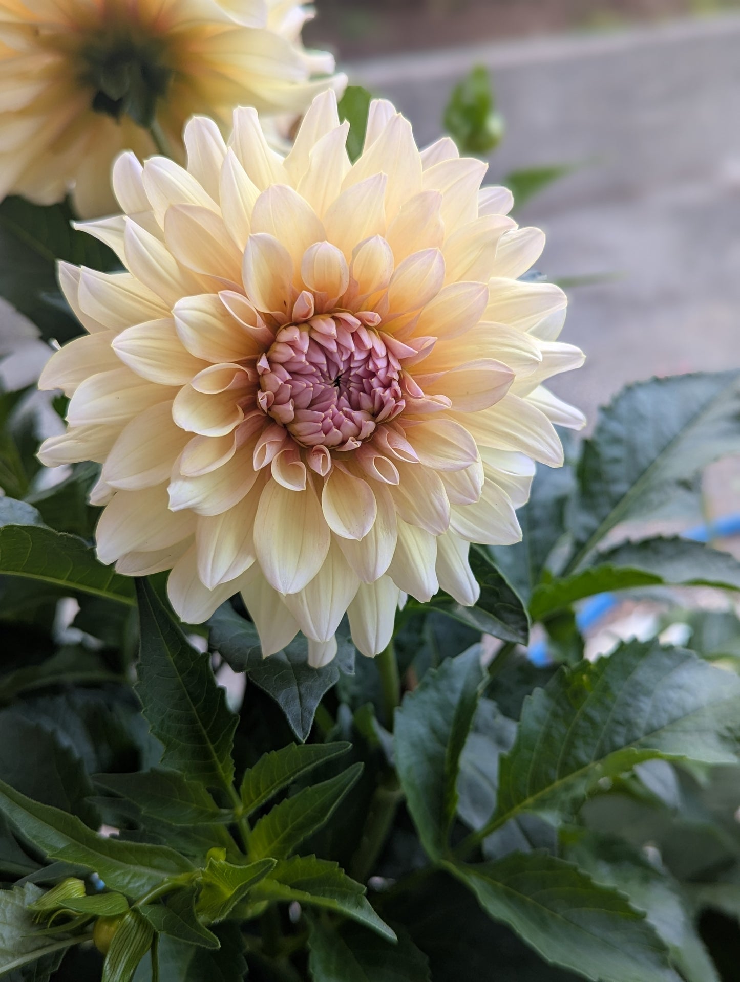 Close-up of a large cream-colored flower with green leaves in the background