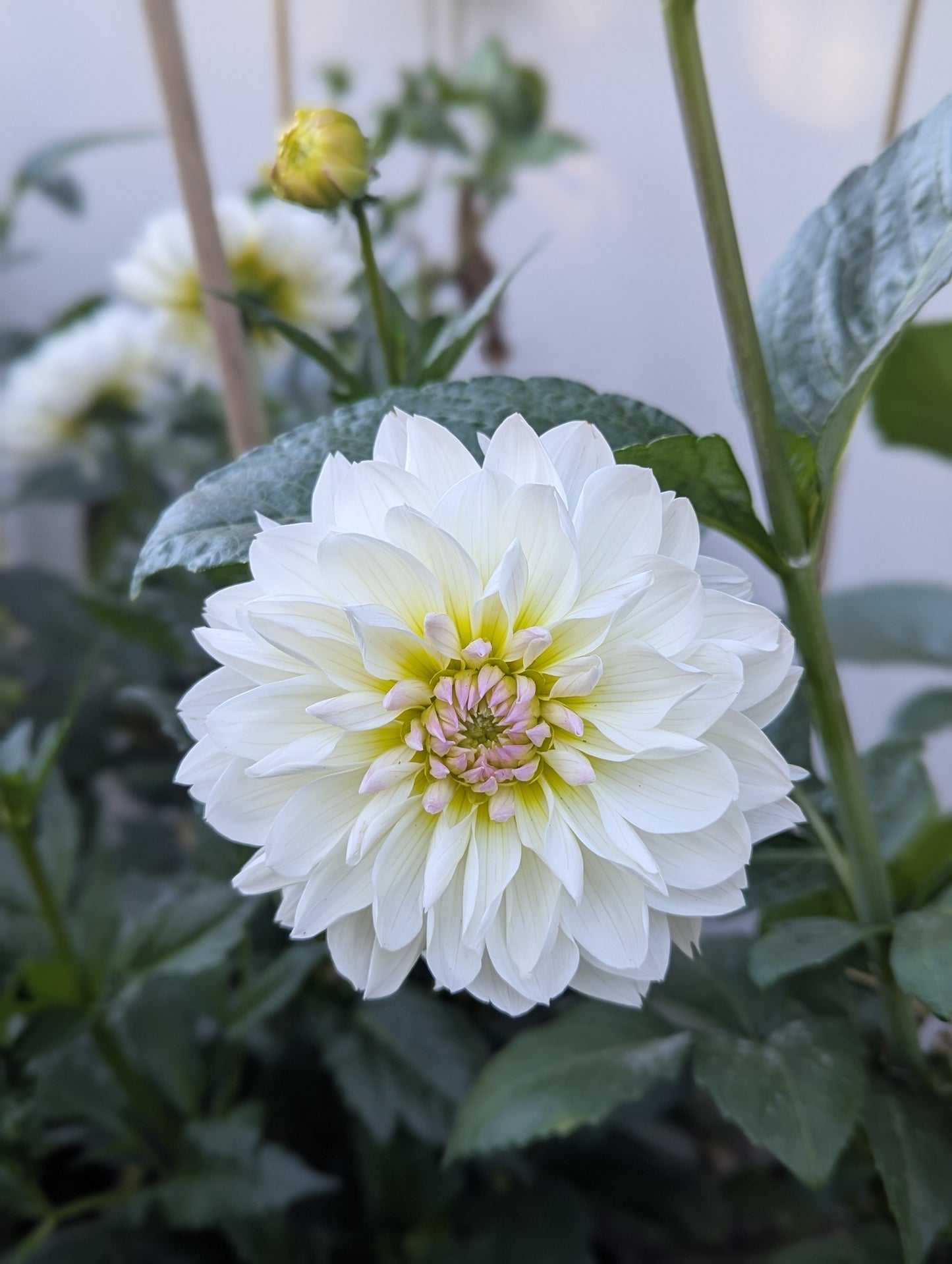 Hollyhill Lilibet Dahlia Tuber