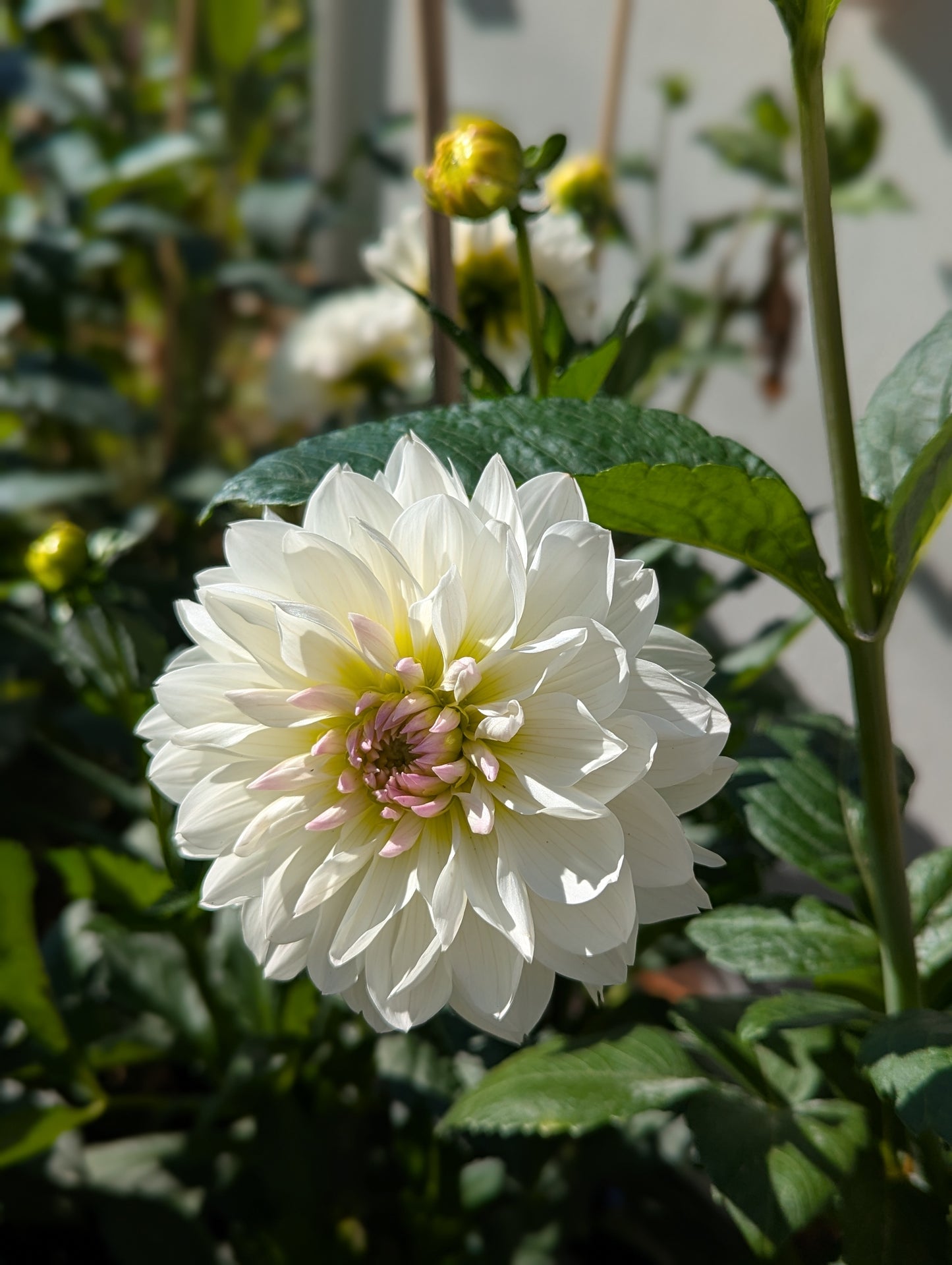 Hollyhill Lilibet Dahlia Tuber