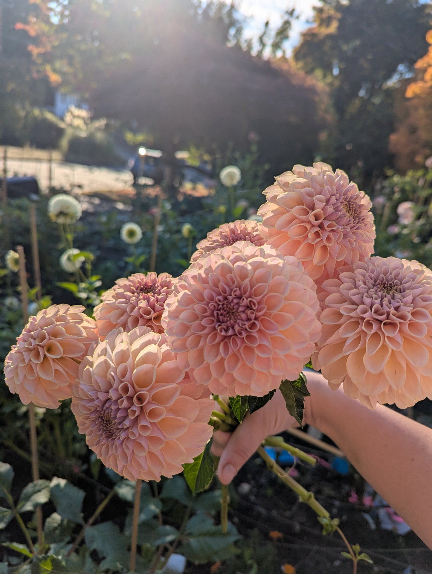 KA's™ Cinder Rose Dahlia Tuber