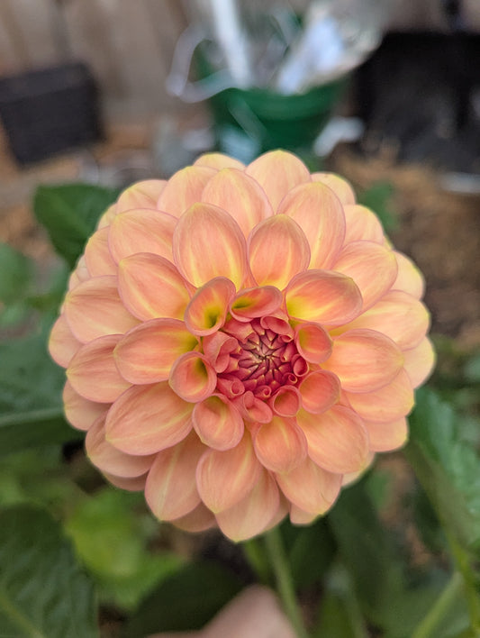 20th Ave Softer Peach